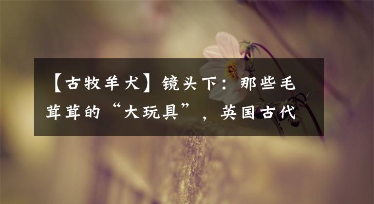 【古牧羊犬】镜头下：那些毛茸茸的“大玩具”，英国古代牧羊犬