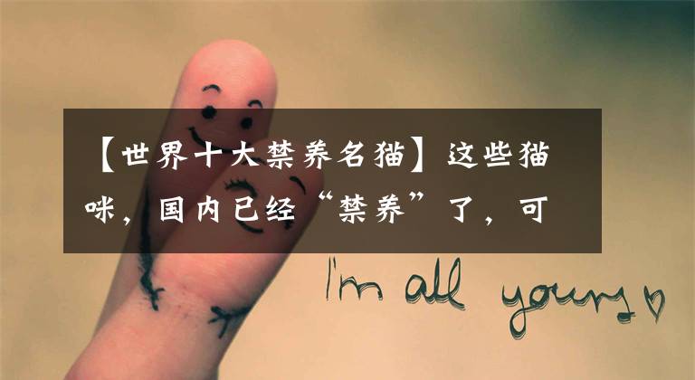 【世界十大禁养名猫】这些猫咪，国内已经“禁养”了，可别犯法了