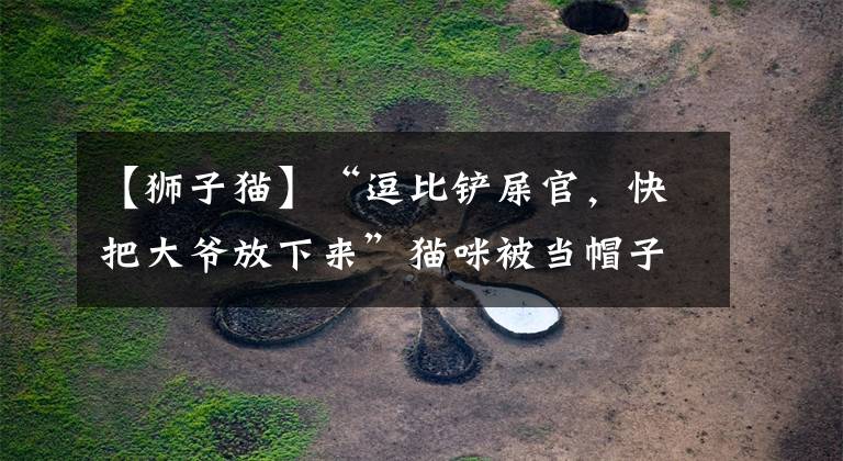 【狮子猫】“逗比铲屎官，快把大爷放下来”猫咪被当帽子戴，面无表情