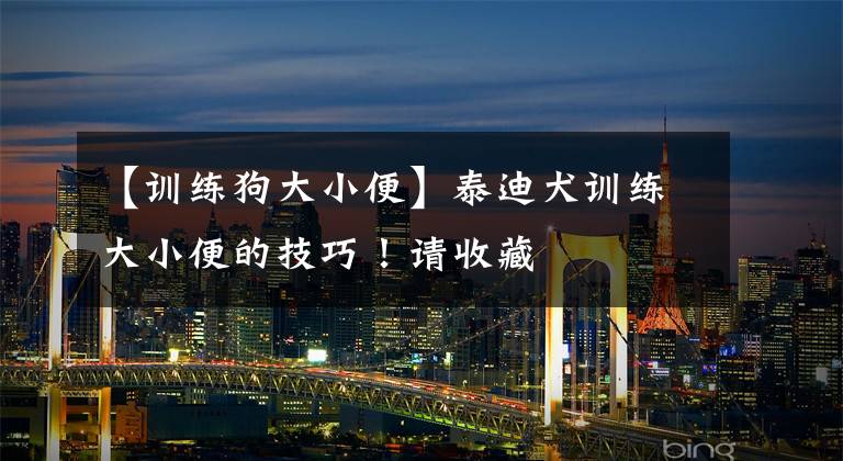 【训练狗大小便】泰迪犬训练大小便的技巧！请收藏