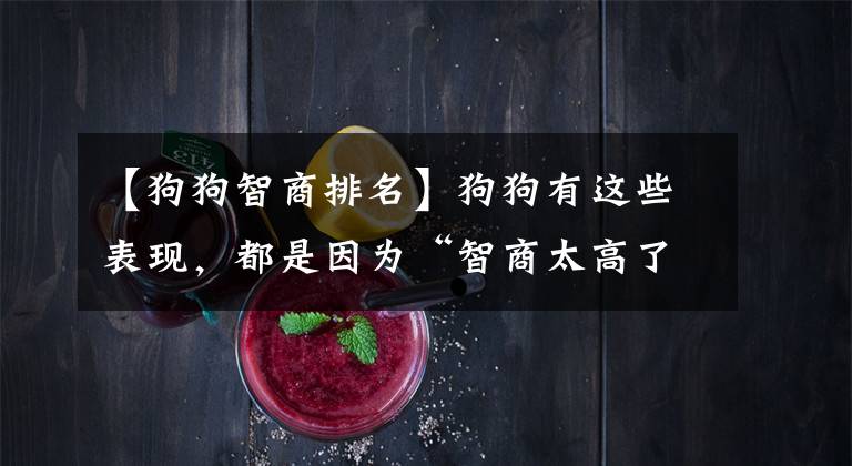 【狗狗智商排名】狗狗有这些表现，都是因为“智商太高了”