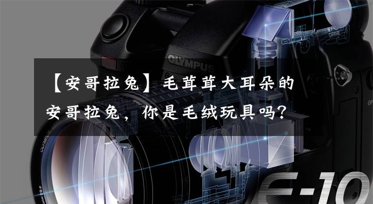 【安哥拉兔】毛茸茸大耳朵的安哥拉兔，你是毛绒玩具吗？
