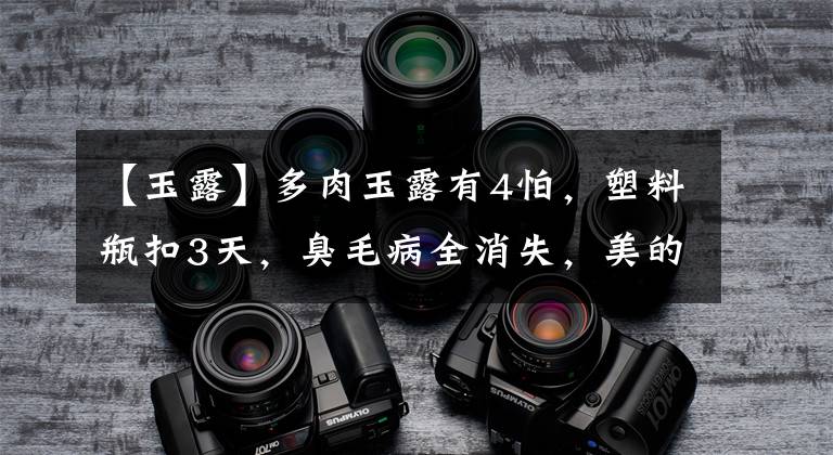 【玉露】多肉玉露有4怕，塑料瓶扣3天，臭毛病全消失，美的像水晶