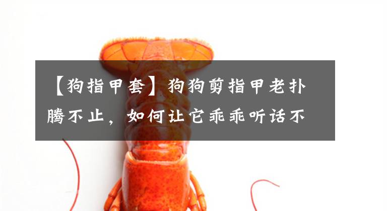 【狗指甲套】狗狗剪指甲老扑腾不止，如何让它乖乖听话不再抗拒？可按这5点做