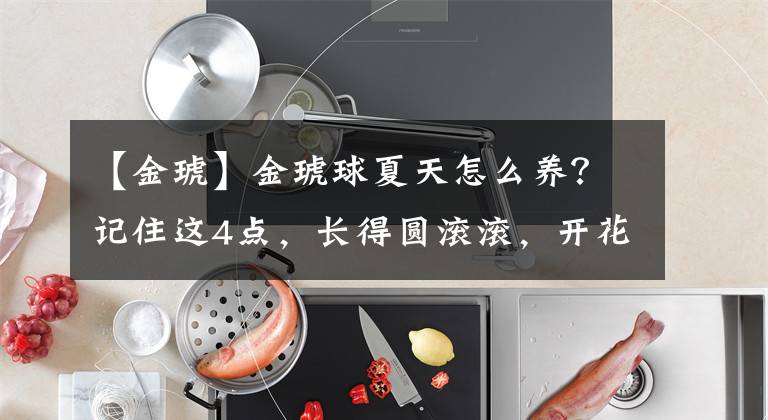 【金琥】金琥球夏天怎么养？记住这4点，长得圆滚滚，开花漂亮极了