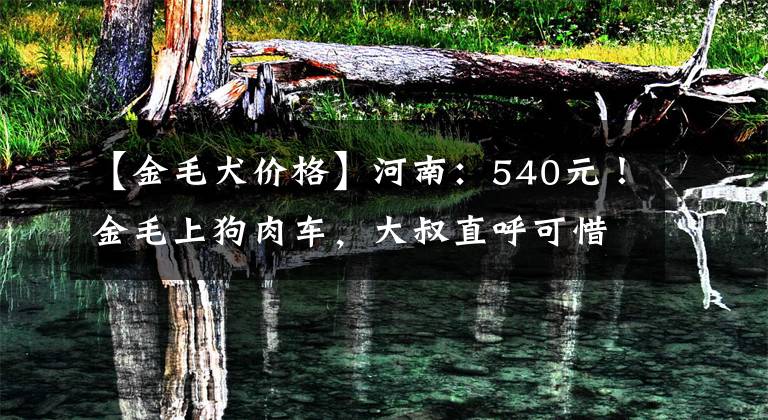【金毛犬价格】河南：540元！金毛上狗肉车，大叔直呼可惜，狗贩：可惜你还带来