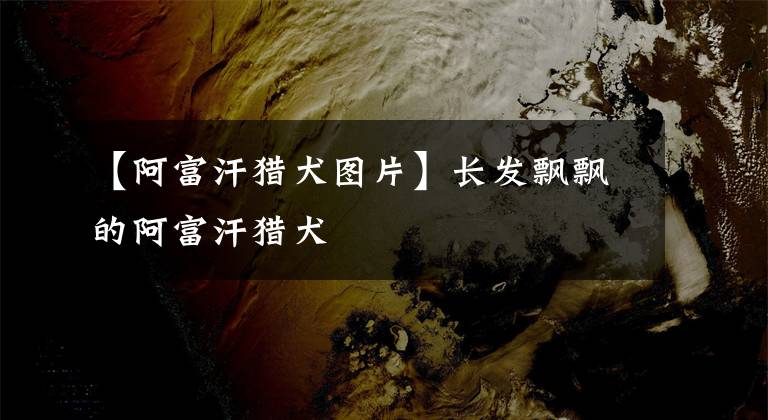 【阿富汗猎犬图片】长发飘飘的阿富汗猎犬