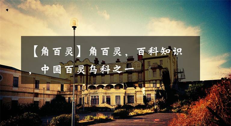 【角百灵】角百灵，百科知识，中国百灵鸟科之一