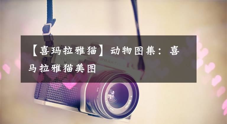 【喜玛拉雅猫】动物图集：喜马拉雅猫美图