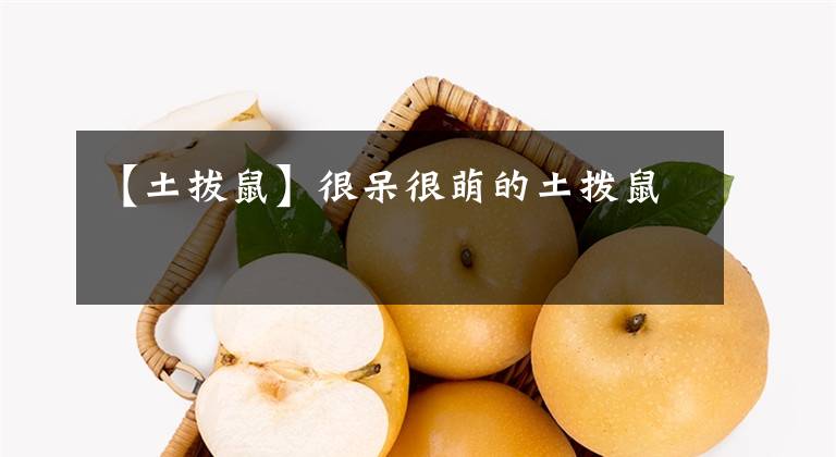 【土拔鼠】很呆很萌的土拨鼠