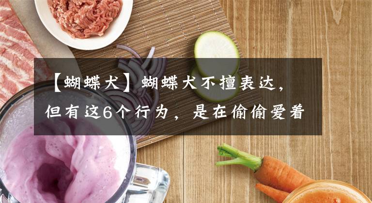 【蝴蝶犬】蝴蝶犬不擅表达，但有这6个行为，是在偷偷爱着你