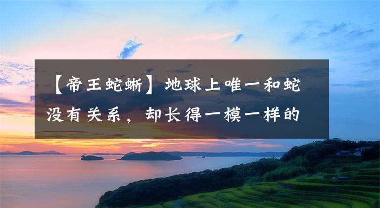 【帝王蛇蜥】地球上唯一和蛇没有关系，却长得一模一样的动物，已经濒临灭绝