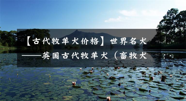【古代牧羊犬价格】世界名犬——英国古代牧羊犬（畜牧犬）