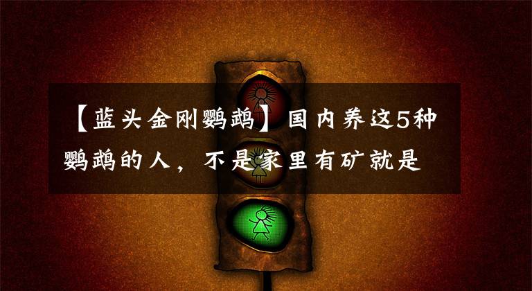 【蓝头金刚鹦鹉】国内养这5种鹦鹉的人，不是家里有矿就是富二代，一般人买不起！