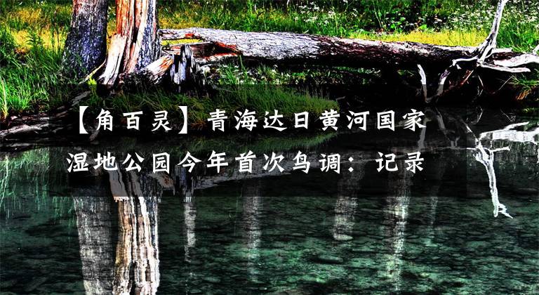 【角百灵】青海达日黄河国家湿地公园今年首次鸟调：记录鸟类36种