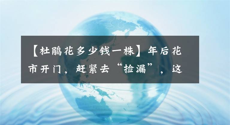 【杜鹃花多少钱一株】年后花市开门，赶紧去“捡漏”，这7种花，花低价就能买“好货”