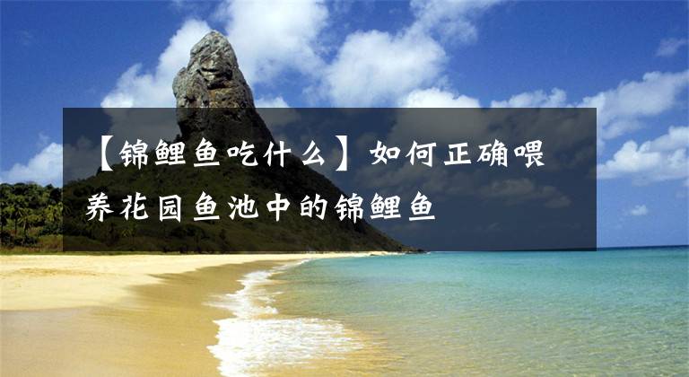 【锦鲤鱼吃什么】如何正确喂养花园鱼池中的锦鲤鱼