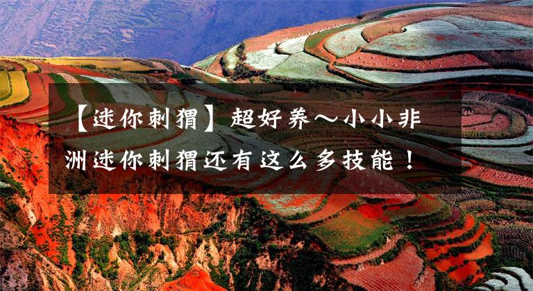 【迷你刺猬】超好养～小小非洲迷你刺猬还有这么多技能！