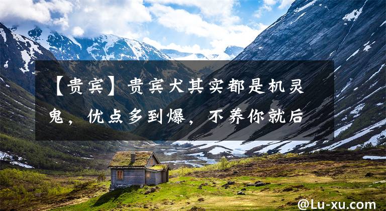 【贵宾】贵宾犬其实都是机灵鬼，优点多到爆，不养你就后悔了