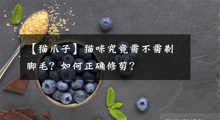 【猫爪子】猫咪究竟需不需剃脚毛？如何正确修剪？