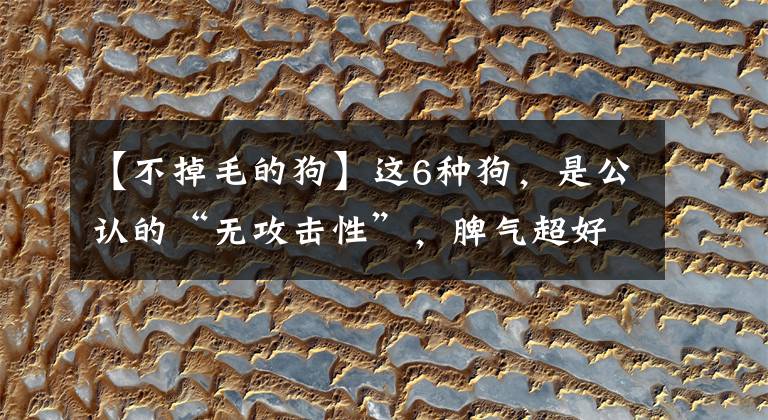 【不掉毛的狗】这6种狗，是公认的“无攻击性”，脾气超好