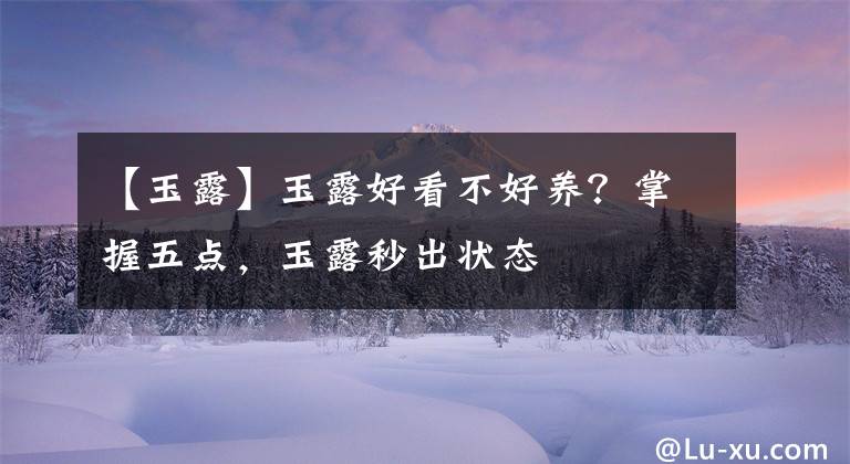 【玉露】玉露好看不好养？掌握五点，玉露秒出状态