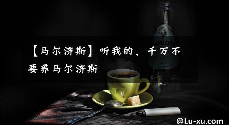 【马尔济斯】听我的，千万不要养马尔济斯