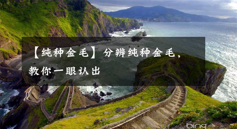 【纯种金毛】分辨纯种金毛，教你一眼认出