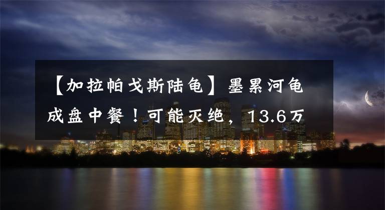 【加拉帕戈斯陆龟】墨累河龟成盘中餐！可能灭绝，13.6万年前生物出现，科学家失算？