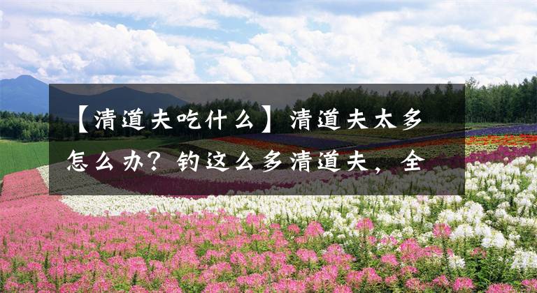 【清道夫吃什么】清道夫太多怎么办？钓这么多清道夫，全部都吃了不太现实啊！