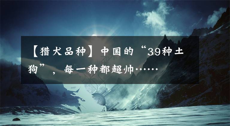 【猎犬品种】中国的“39种土狗”，每一种都超帅……