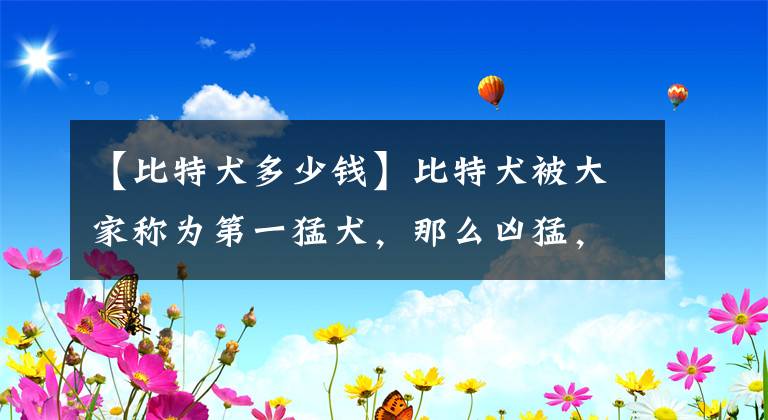 【比特犬多少钱】比特犬被大家称为第一猛犬，那么凶猛，为什么还那么多人喜欢呢？