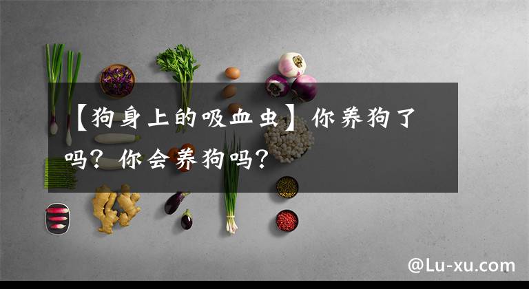 【狗身上的吸血虫】你养狗了吗？你会养狗吗？
