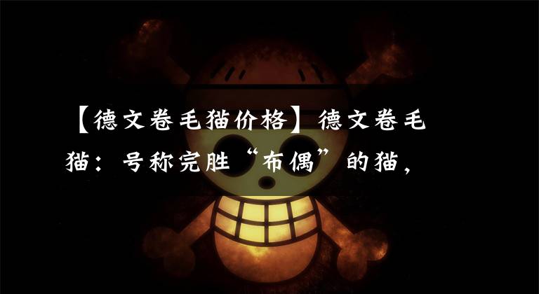 【德文卷毛猫价格】德文卷毛猫：号称完胜“布偶”的猫，重点是不掉毛