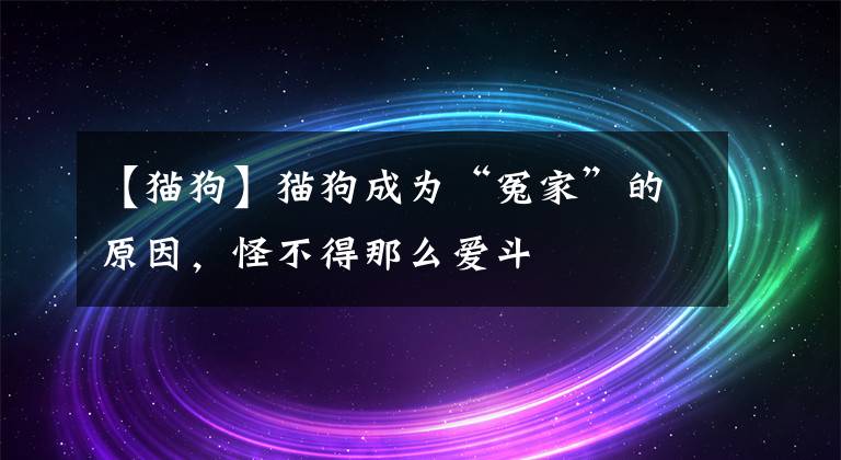 【猫狗】猫狗成为“冤家”的原因，怪不得那么爱斗