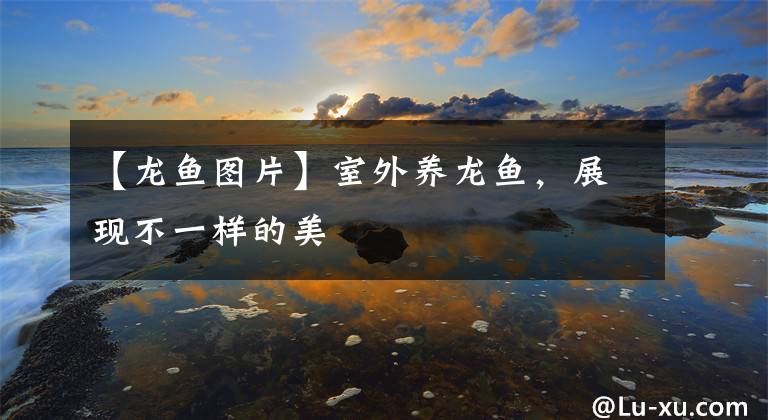【龙鱼图片】室外养龙鱼，展现不一样的美
