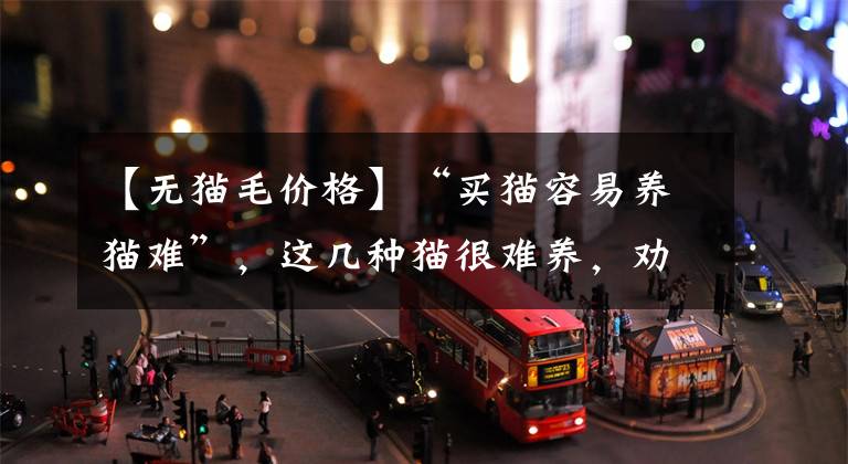 【无猫毛价格】“买猫容易养猫难”，这几种猫很难养，劝你谨慎购买