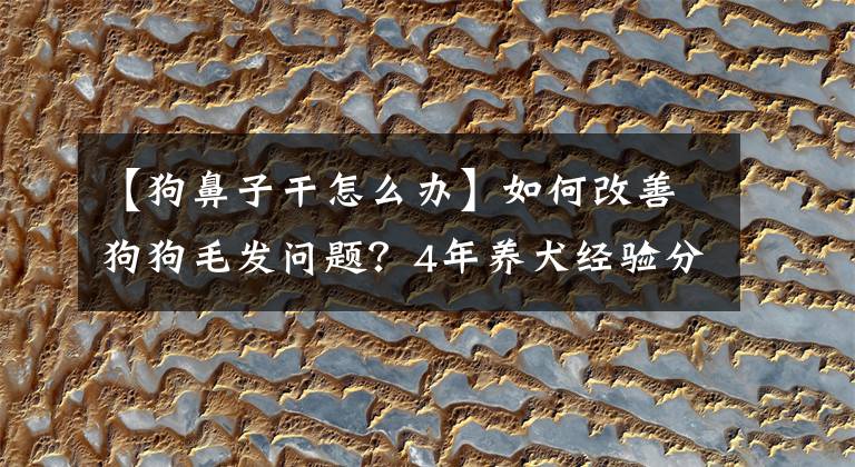 【狗鼻子干怎么办】如何改善狗狗毛发问题？4年养犬经验分享，快速告别干枯无光泽