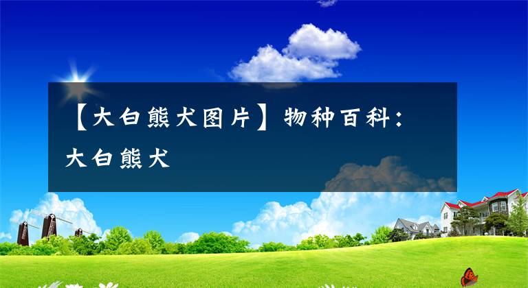【大白熊犬图片】物种百科：大白熊犬