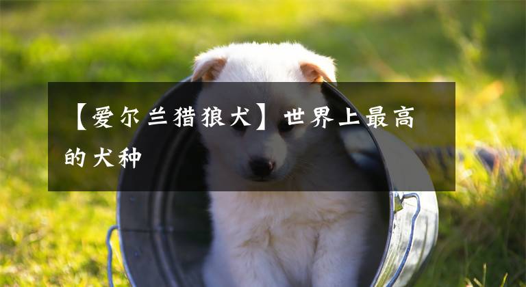 【爱尔兰猎狼犬】世界上最高的犬种