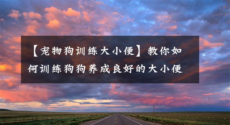 【宠物狗训练大小便】教你如何训练狗狗养成良好的大小便习惯