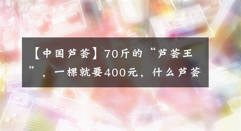 【中国芦荟】70斤的“芦荟王”，一棵就要400元，什么芦荟这么“虎”？