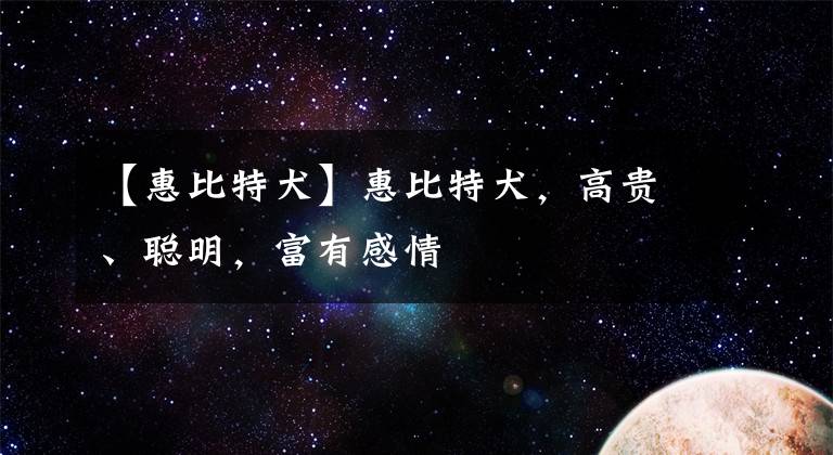 【惠比特犬】惠比特犬，高贵、聪明，富有感情