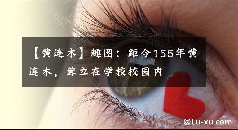 【黄连木】趣图：距今155年黄连木，耸立在学校校园内