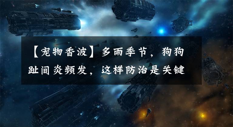 【宠物香波】多雨季节，狗狗趾间炎频发，这样防治是关键