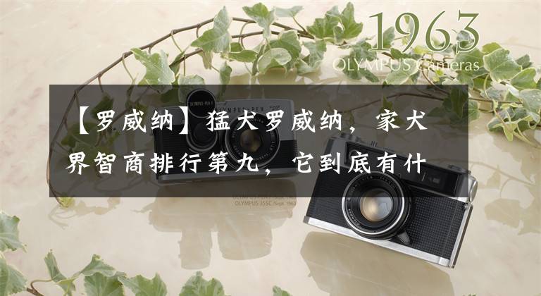 【罗威纳】猛犬罗威纳，家犬界智商排行第九，它到底有什么来头？