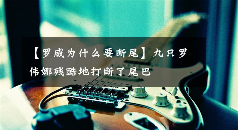【罗威为什么要断尾】九只罗伟娜残酷地打断了尾巴