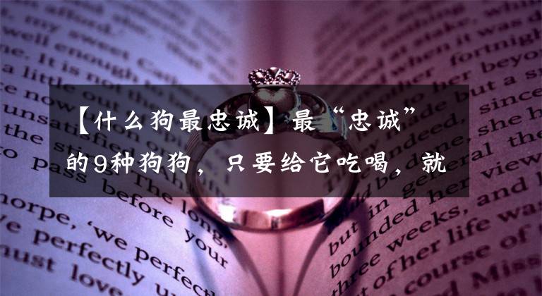 【什么狗最忠诚】最“忠诚”的9种狗狗，只要给它吃喝，就会为你赴汤蹈火