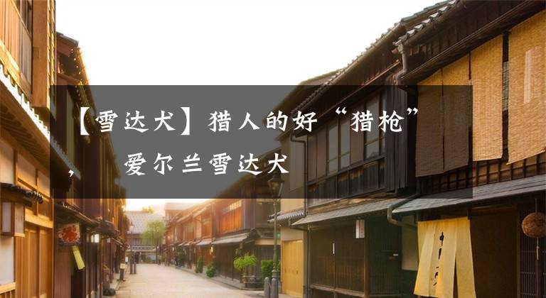 【雪达犬】猎人的好“猎枪”，​爱尔兰雪达犬
