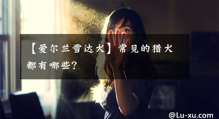 【爱尔兰雪达犬】常见的猎犬都有哪些？